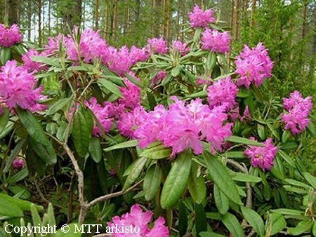 Rhododendron Smirnowii-Ryhmä 'Unelma'